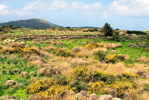 Εικόνα χορτολιβαδικής έκτασης